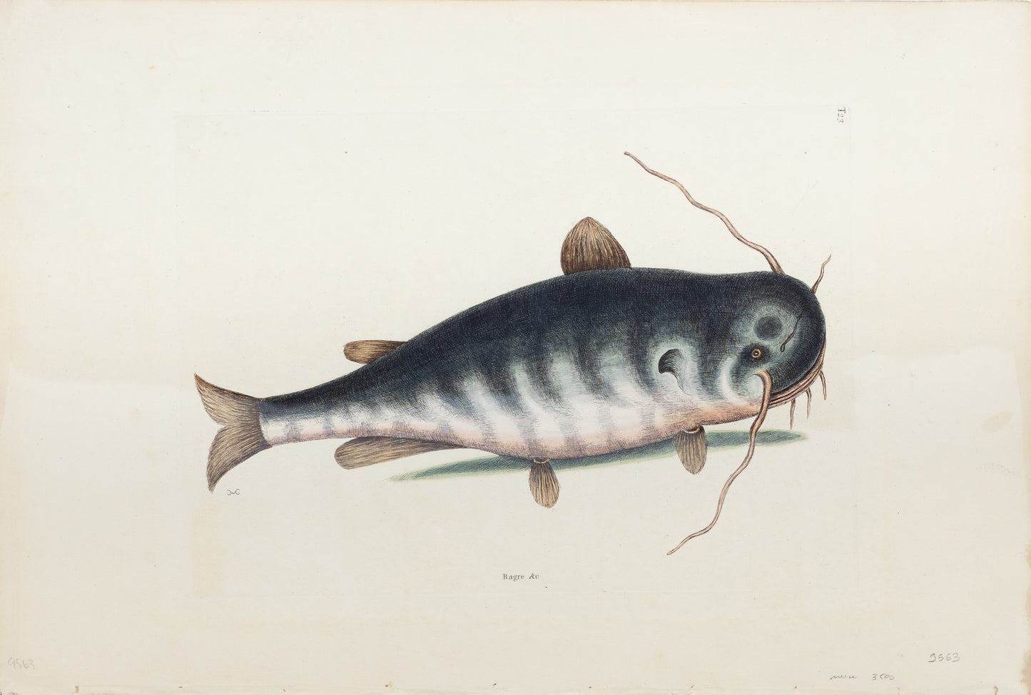 Catesby, Mark. Vol.II, Tab. 23, The Cat Fish