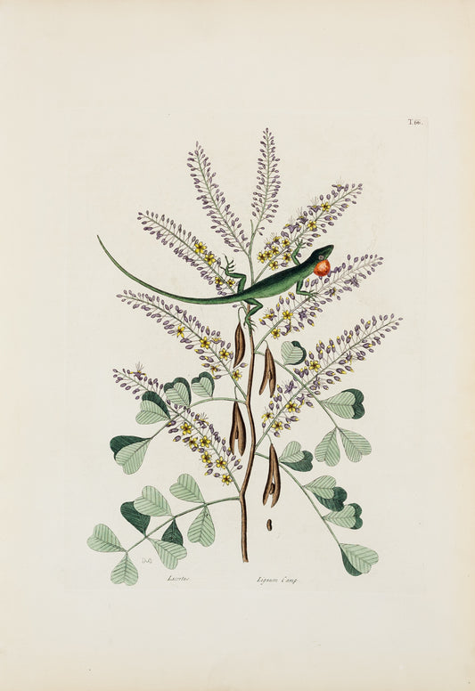 Catesby, Mark. Vol.II, Tab. 66, The Green Lizard of Jamaica, Logwood