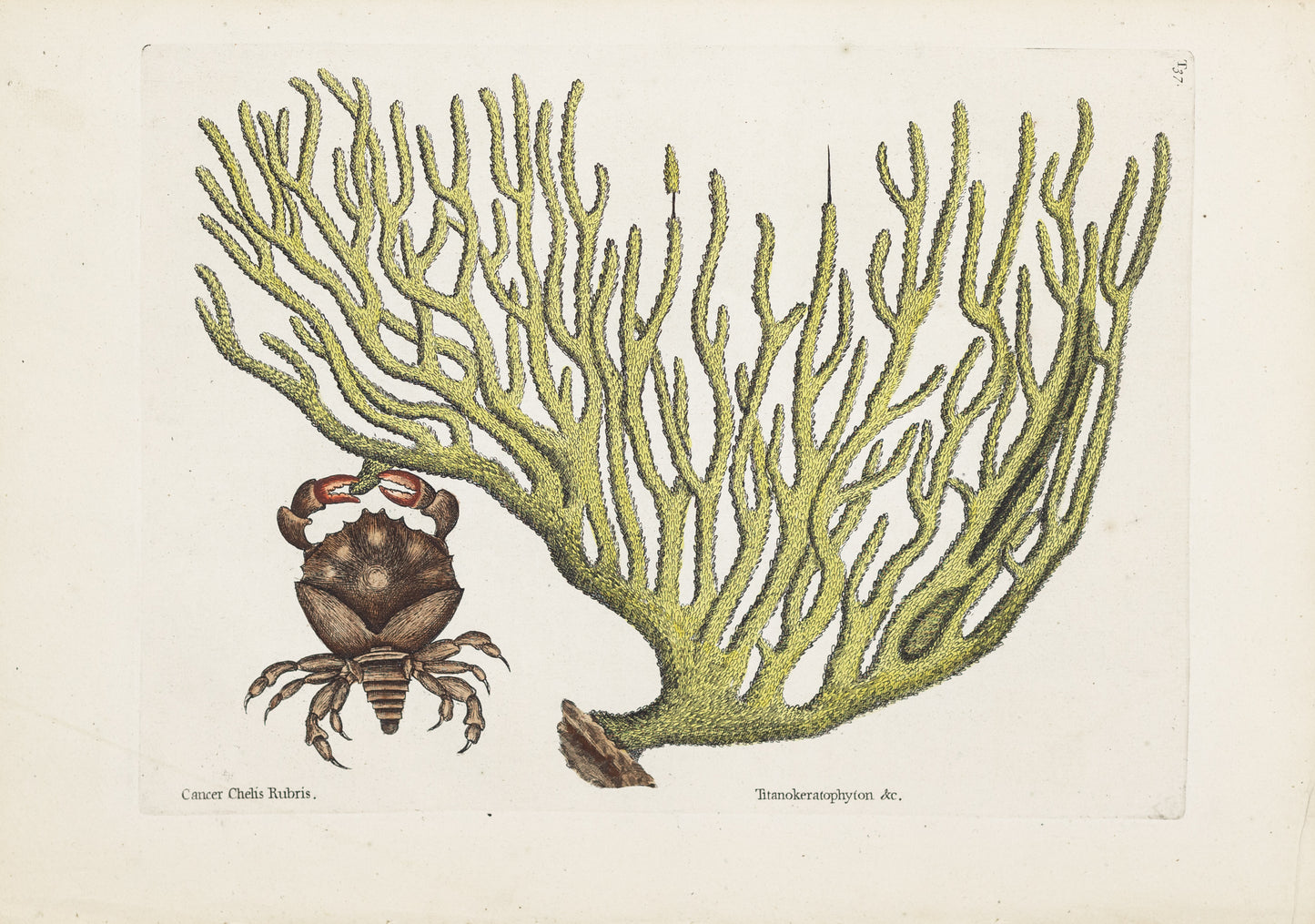 Catesby, Mark. Vol.II, Tab. 37, The Red Claw Crab
