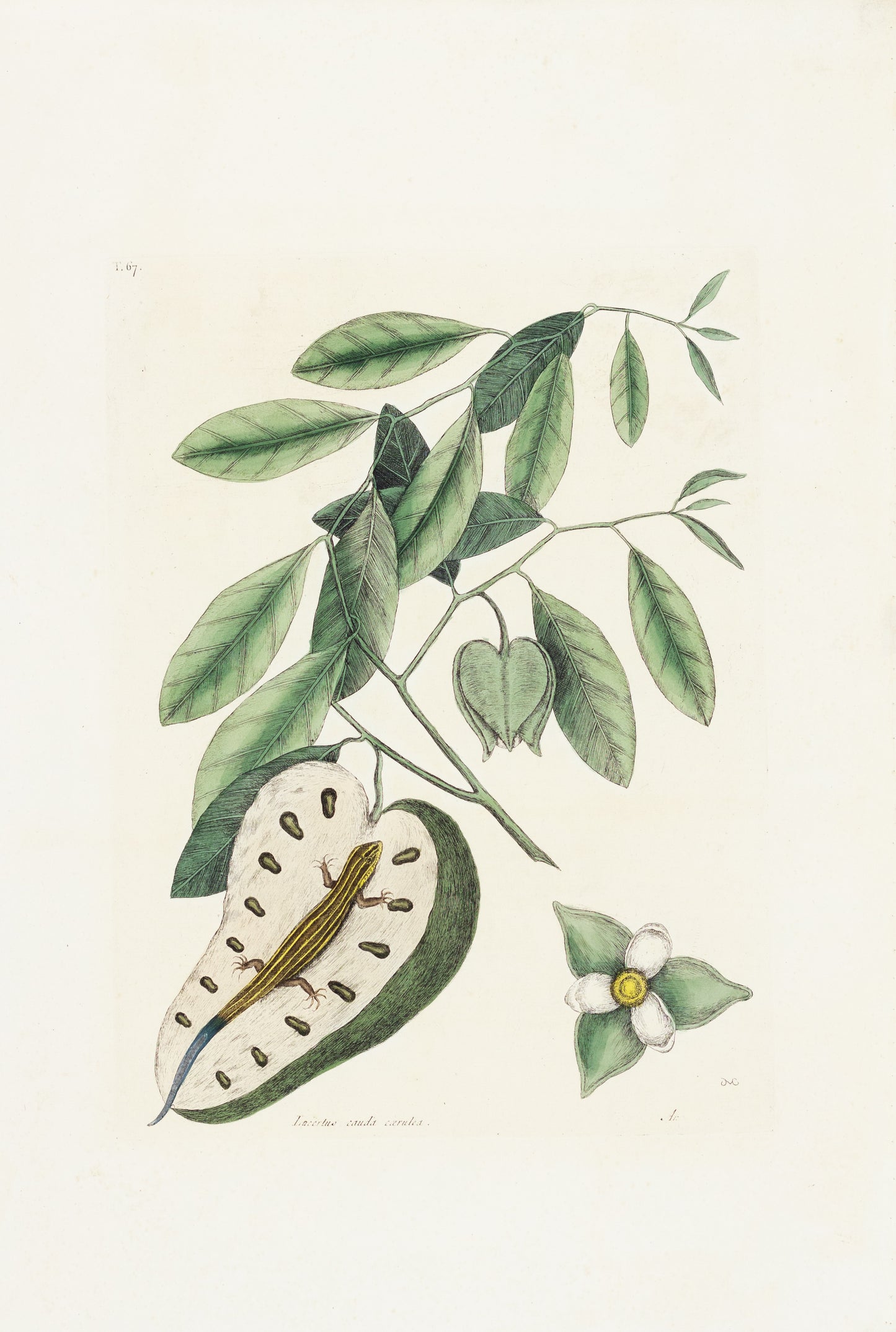 Catesby, Mark. Vol.II, Tab. 67,The Blue Tail Lizard, Custard-Apple