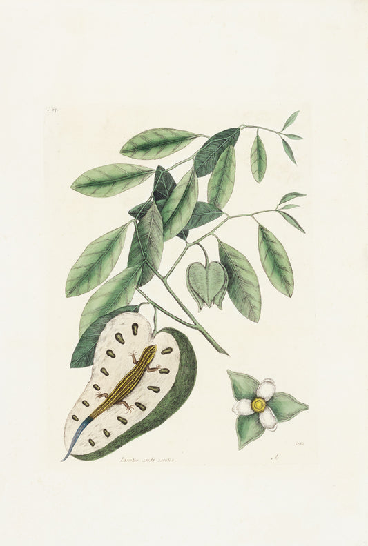 Catesby, Mark. Vol.II, Tab. 67,The Blue Tail Lizard, Custard-Apple