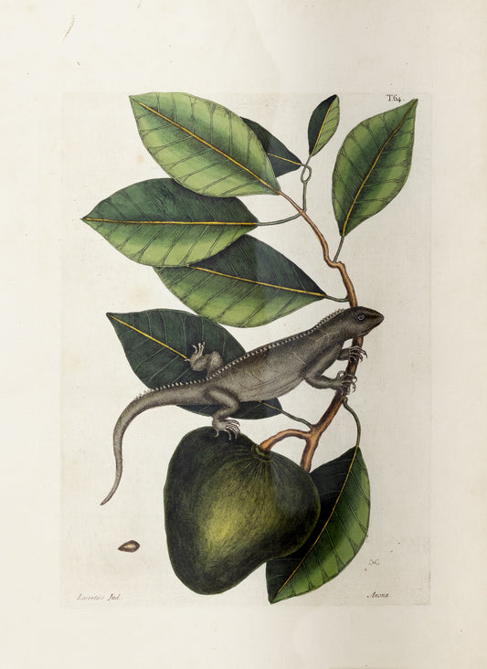 Catesby, Mark. Vol.II, Tab. 64, The Guana