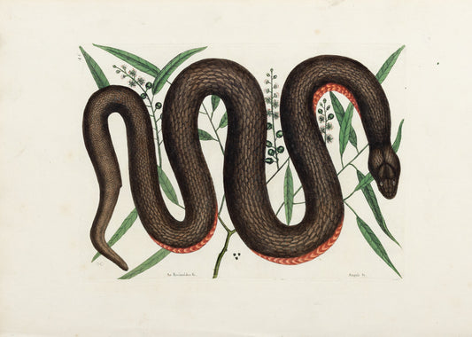 Catesby, Mark. Vol.II, Tab. 46, The Copper-belly Snake