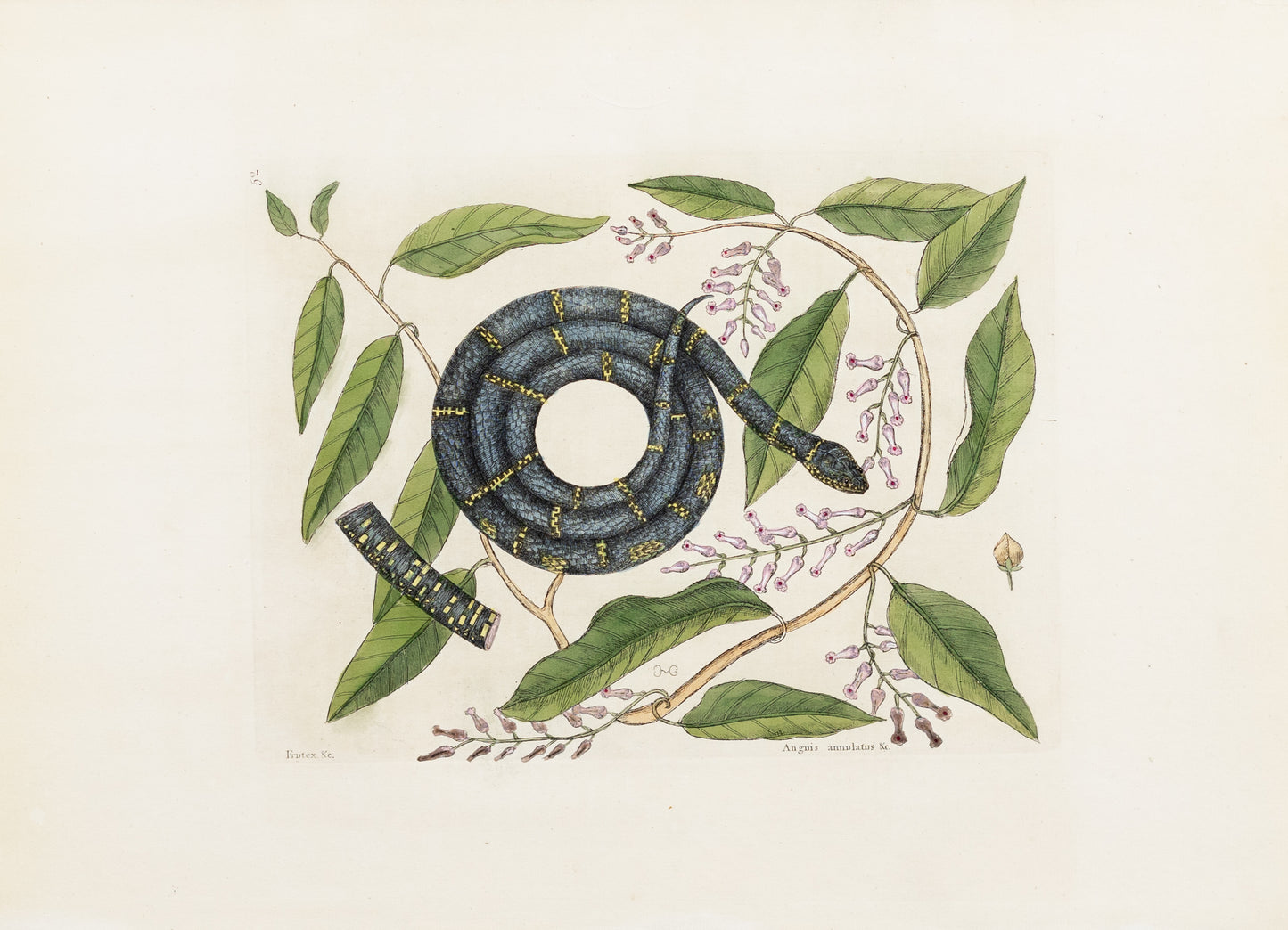 Catesby, Mark. Vol.II, Tab. 52, The Chain-Snake