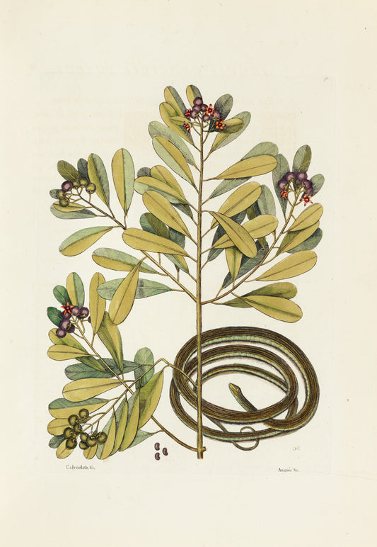 Catesby, Mark. Vol.II, Tab. 50, The Ribbon-Snake and Winter's Bark