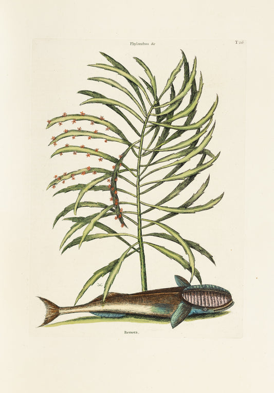 Catesby, Mark. Vol.II, Tab. 26, The Sucking-Fish