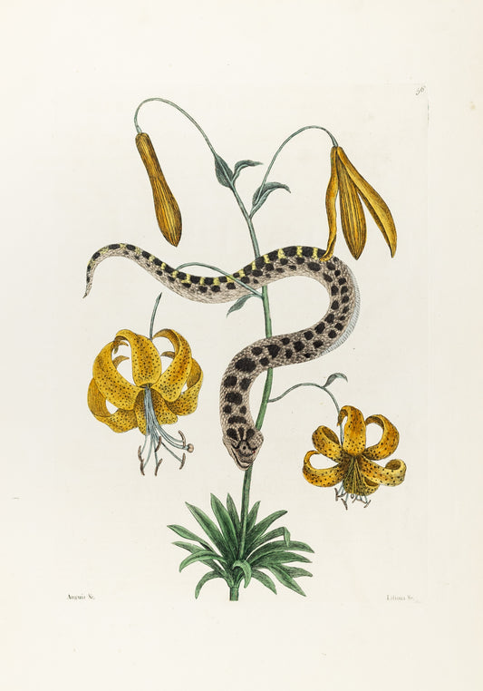 Catesby, Mark. Vol.II, Tab. 56, The Hog-nose Snake