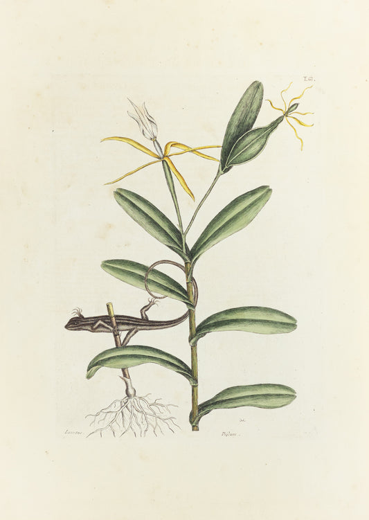 Catesby, Mark. Vol.II, Tab. 68, The Lion Lizard