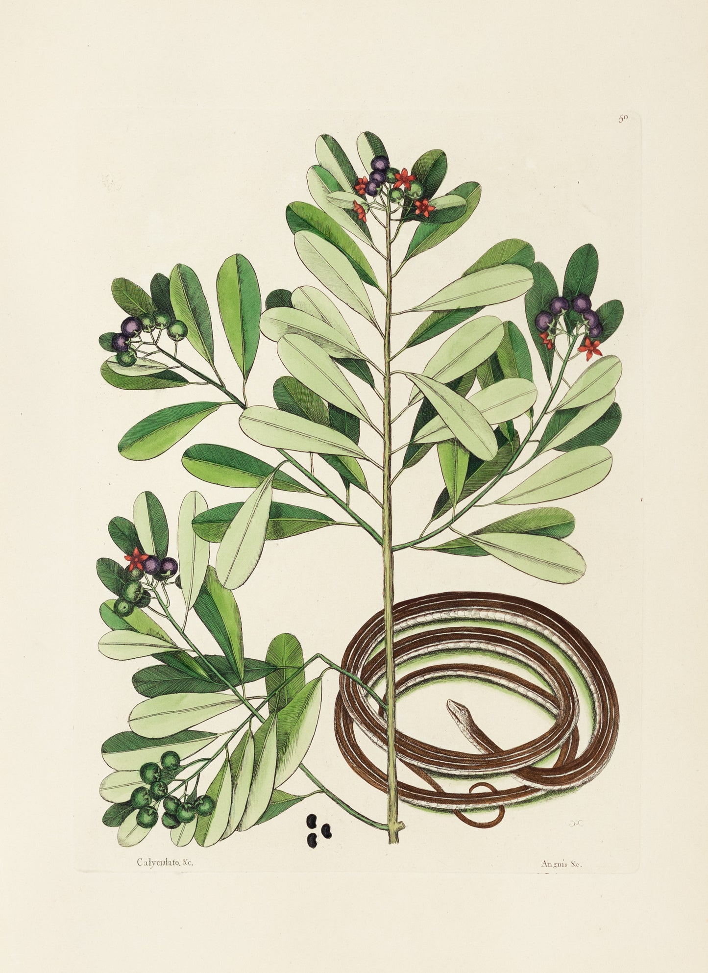 Catesby, Mark. Vol.II, Tab. 50, The Ribbon-Snake and Winter's Bark