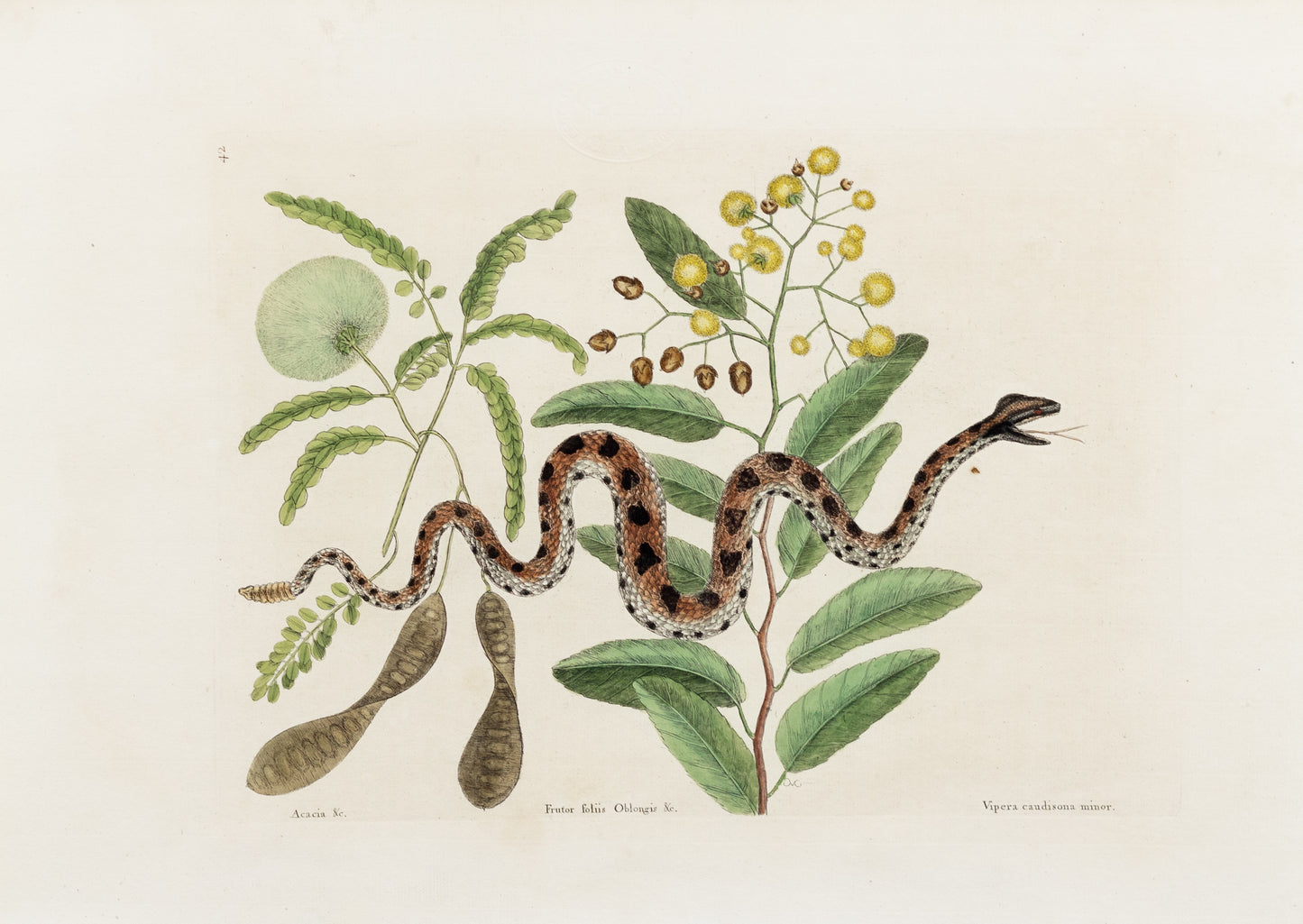 Catesby, Mark. Vol.II, Tab. 42, The Small Rattle-Snake