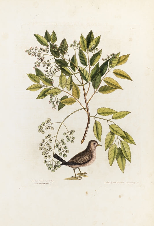 Catesby, Mark. Vol. 1, Tab.26, The Ground Dove