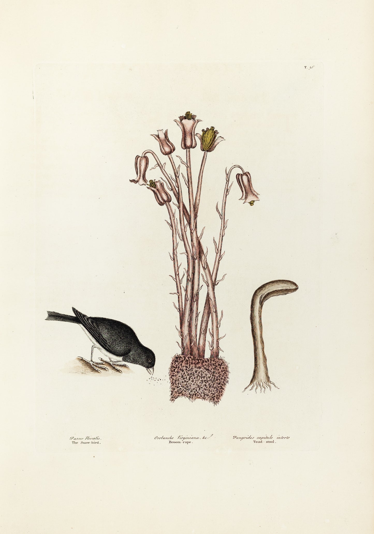 Catesby, Mark. Vol.I, Tab. 36, The Snow-bird and Broom-Rape