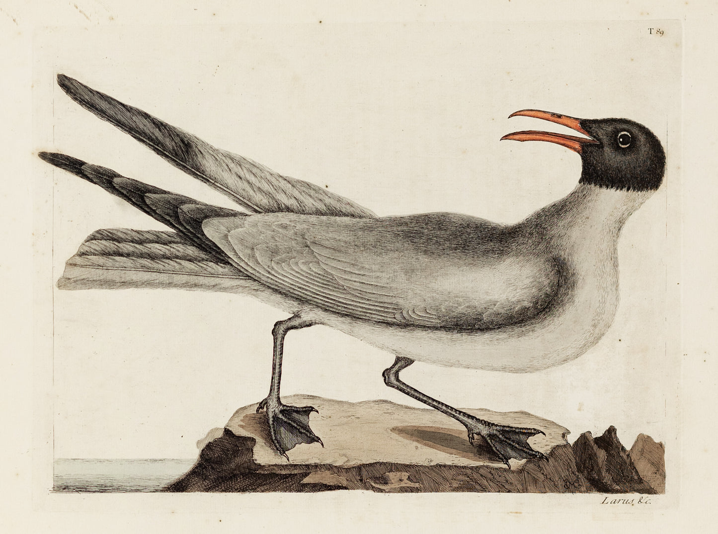 Catesby, Mark. Vol.I, Tab. 89, The Laughing Gull