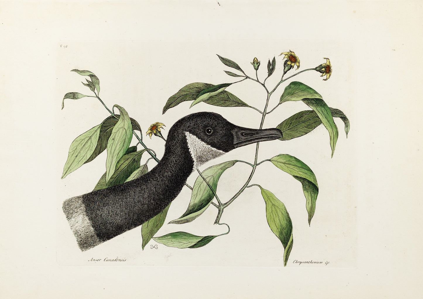Catesby, Mark. Vol.I, Tab. 92, The Canada Goose