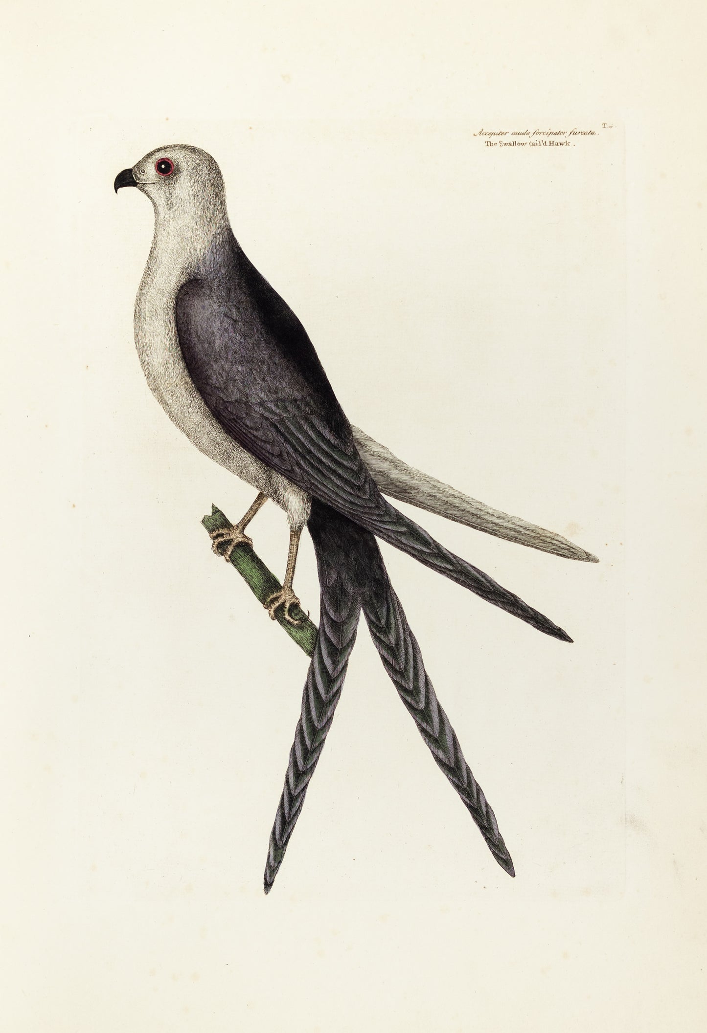 Catesby, Mark. Vol.I, Tab. 4, The Swallow-Tail Hawk