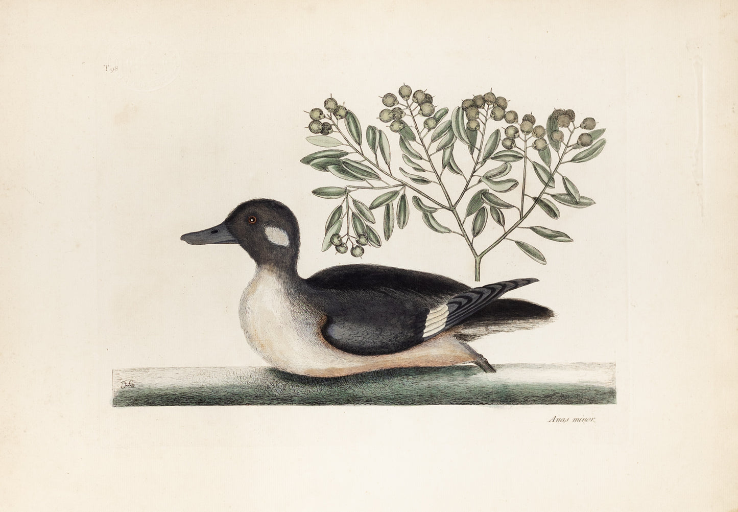 Catesby, Mark. Vol.I, Tab. 98, The little brown Duck and Soap-Wood