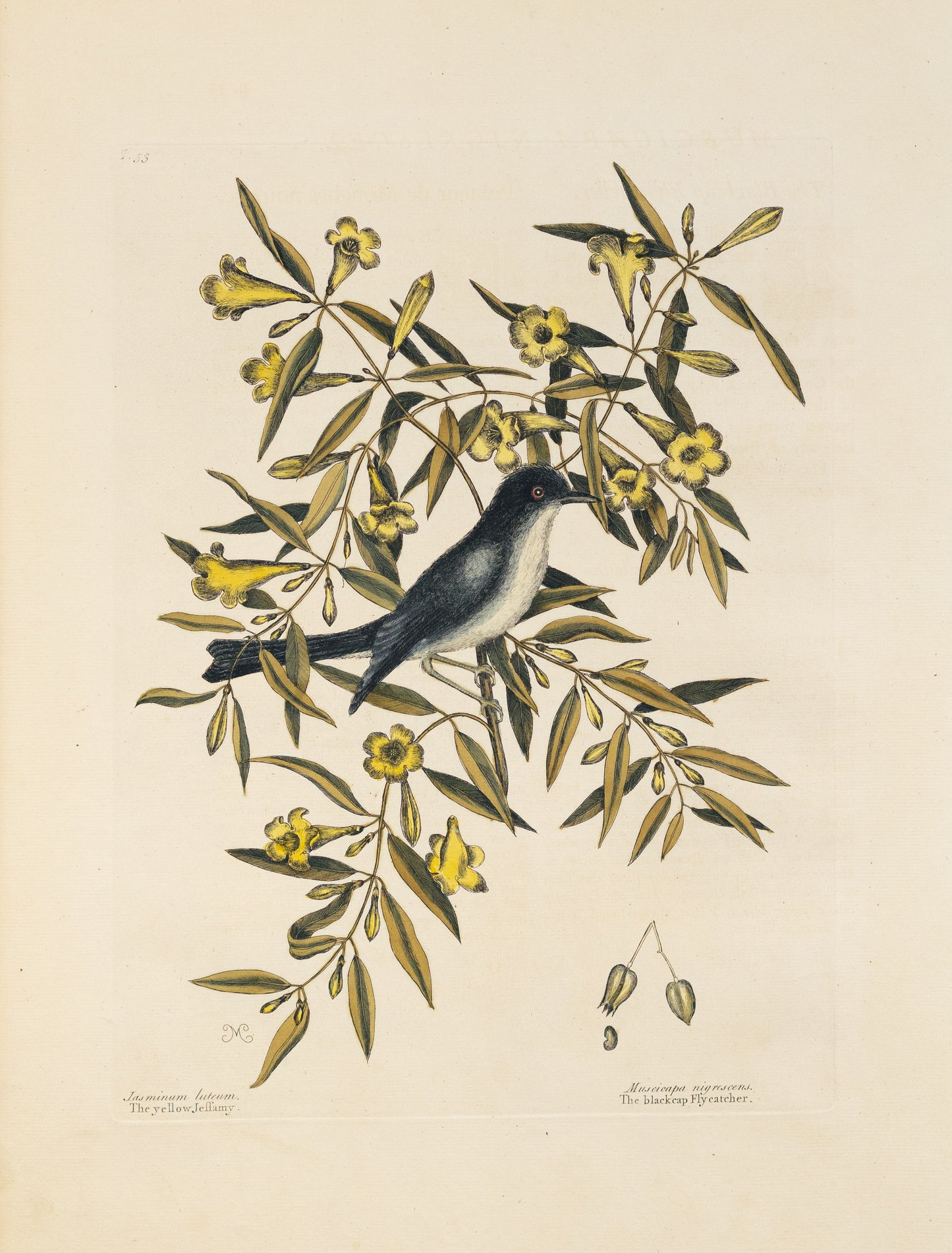 Catesby, Mark. Vol.I, Tab. 53, The Blackcap Fly-Catcher