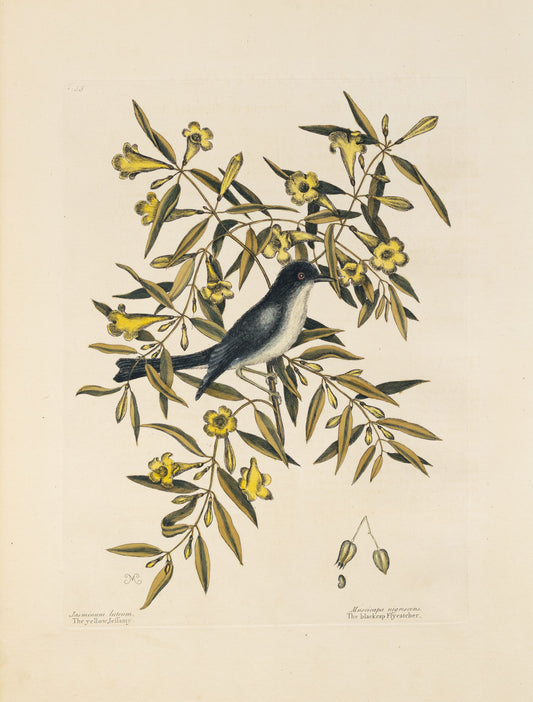 Catesby, Mark. Vol.I, Tab. 53, The Blackcap Fly-Catcher
