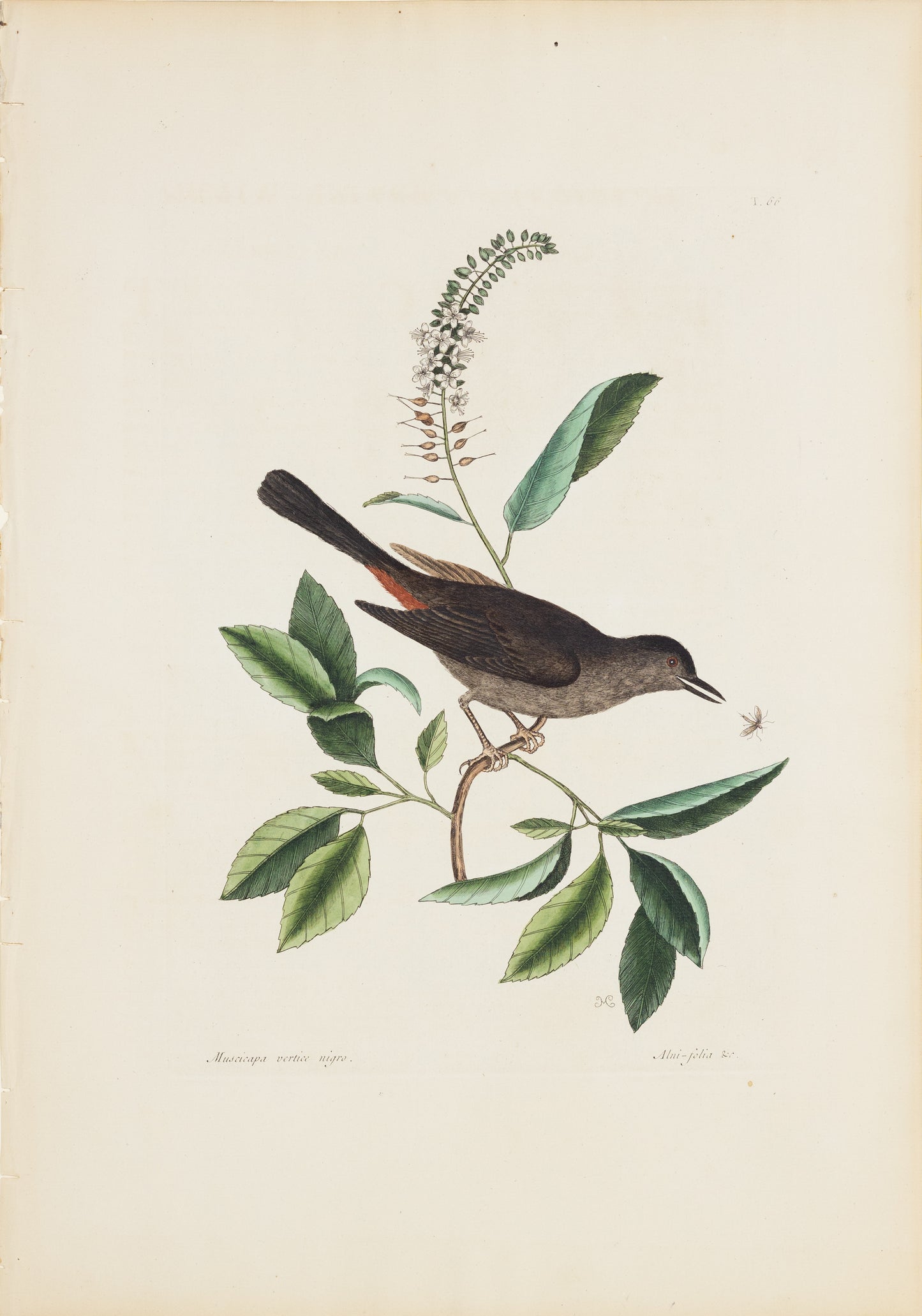 Catesby, Mark. Vol.I, Tab. 66, The Cat-Bird