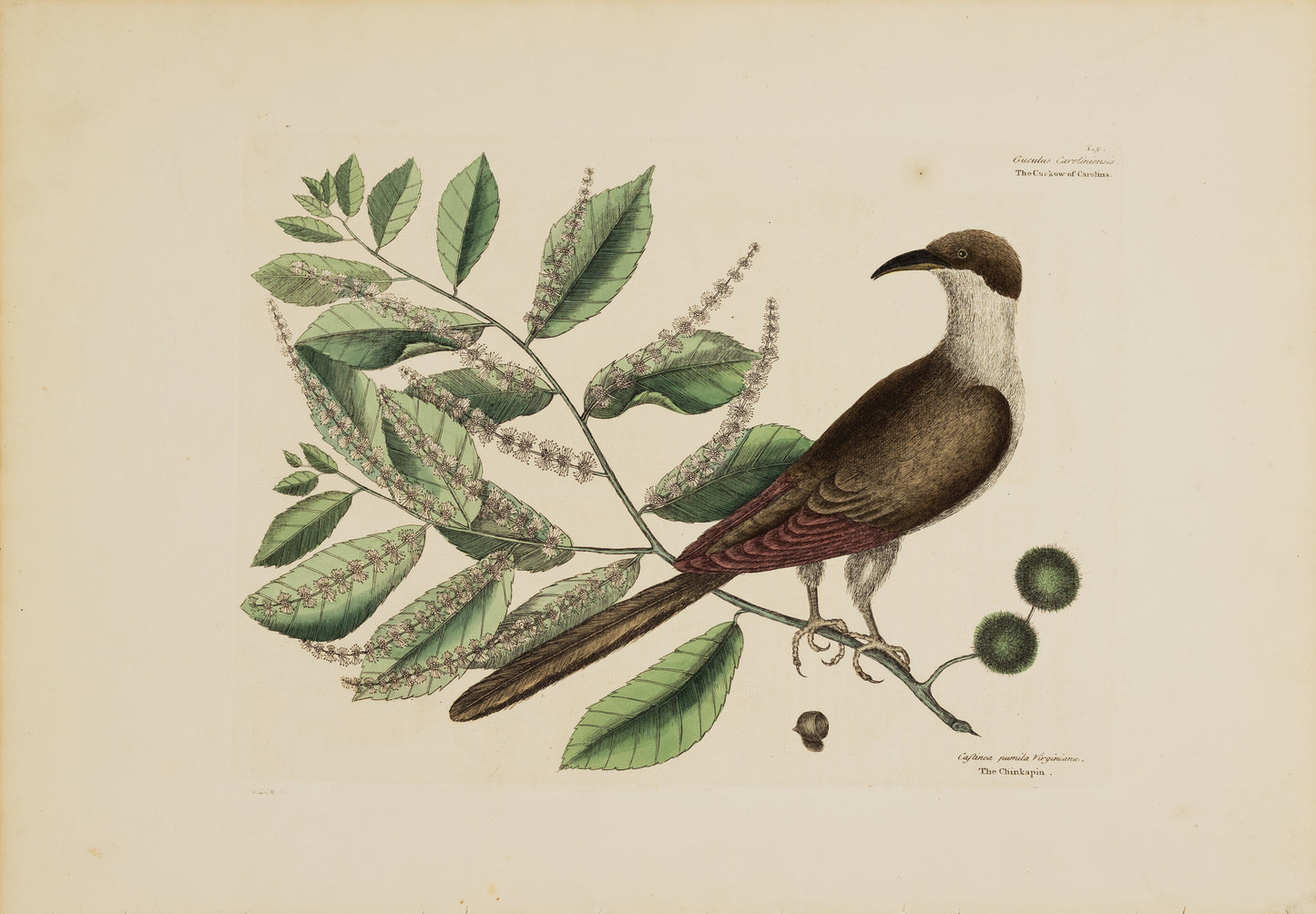 Catesby, Mark. Vol.I, Tab. 9, The Cuckow of Carolina and The Chinkapin