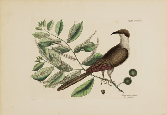 Catesby, Mark. Vol.I, Tab. 9, The Cuckow of Carolina and The Chinkapin