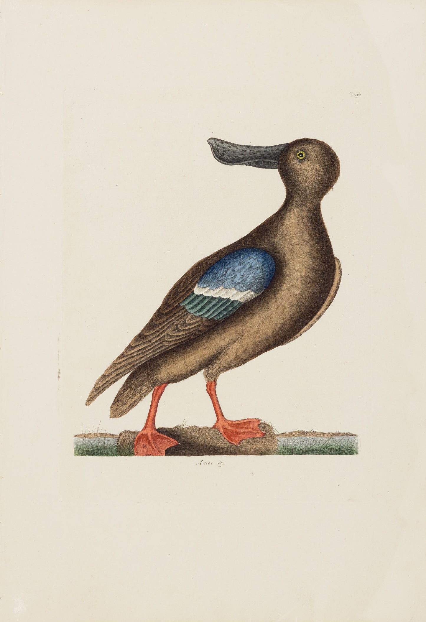 Catesby, Mark. Vol.I, Tab. 96, The Blue-wing Shoveler