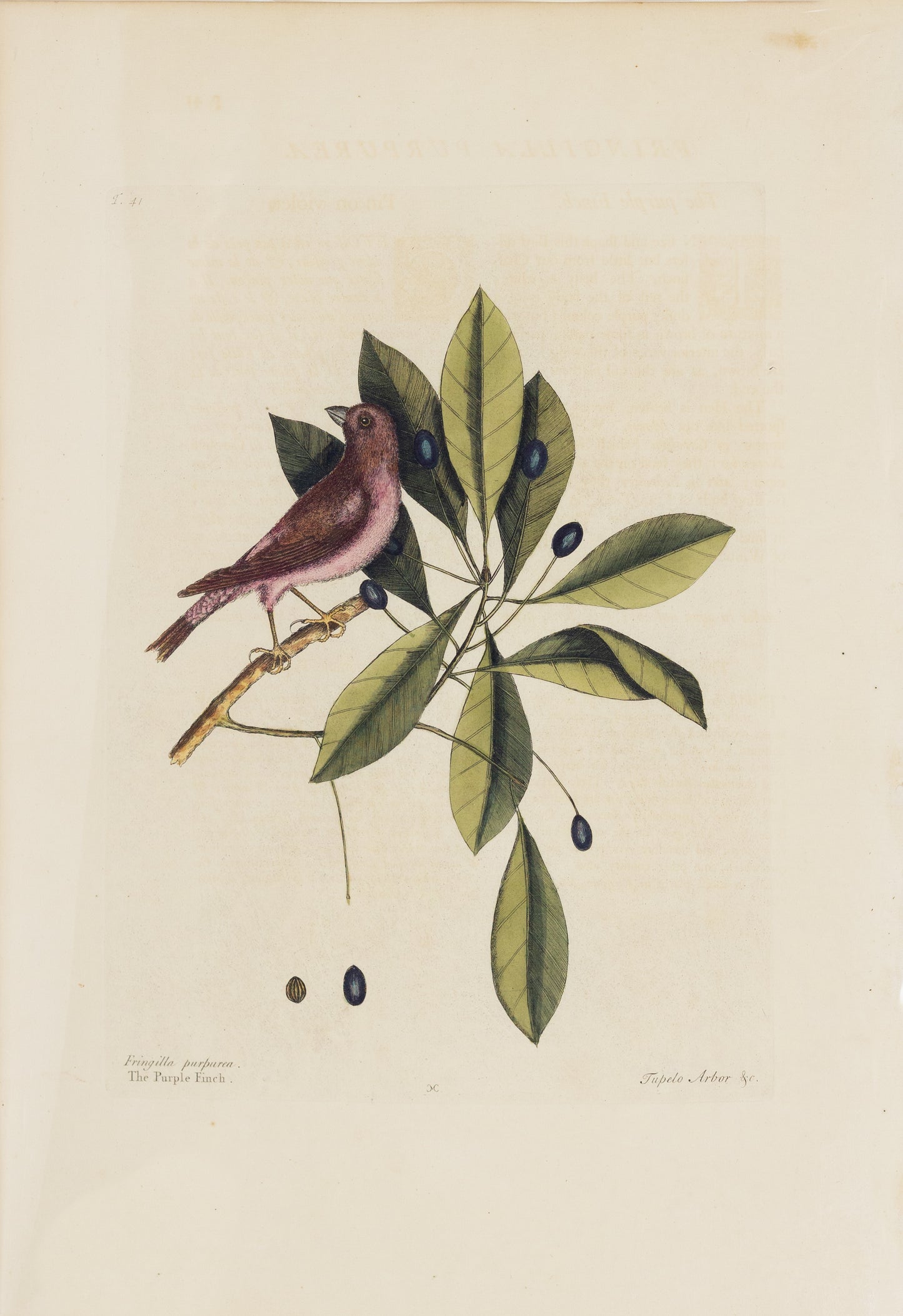 Catesby, Mark. Vol.I, Tab. 41, The Purple Finch and The Tupelo Tree