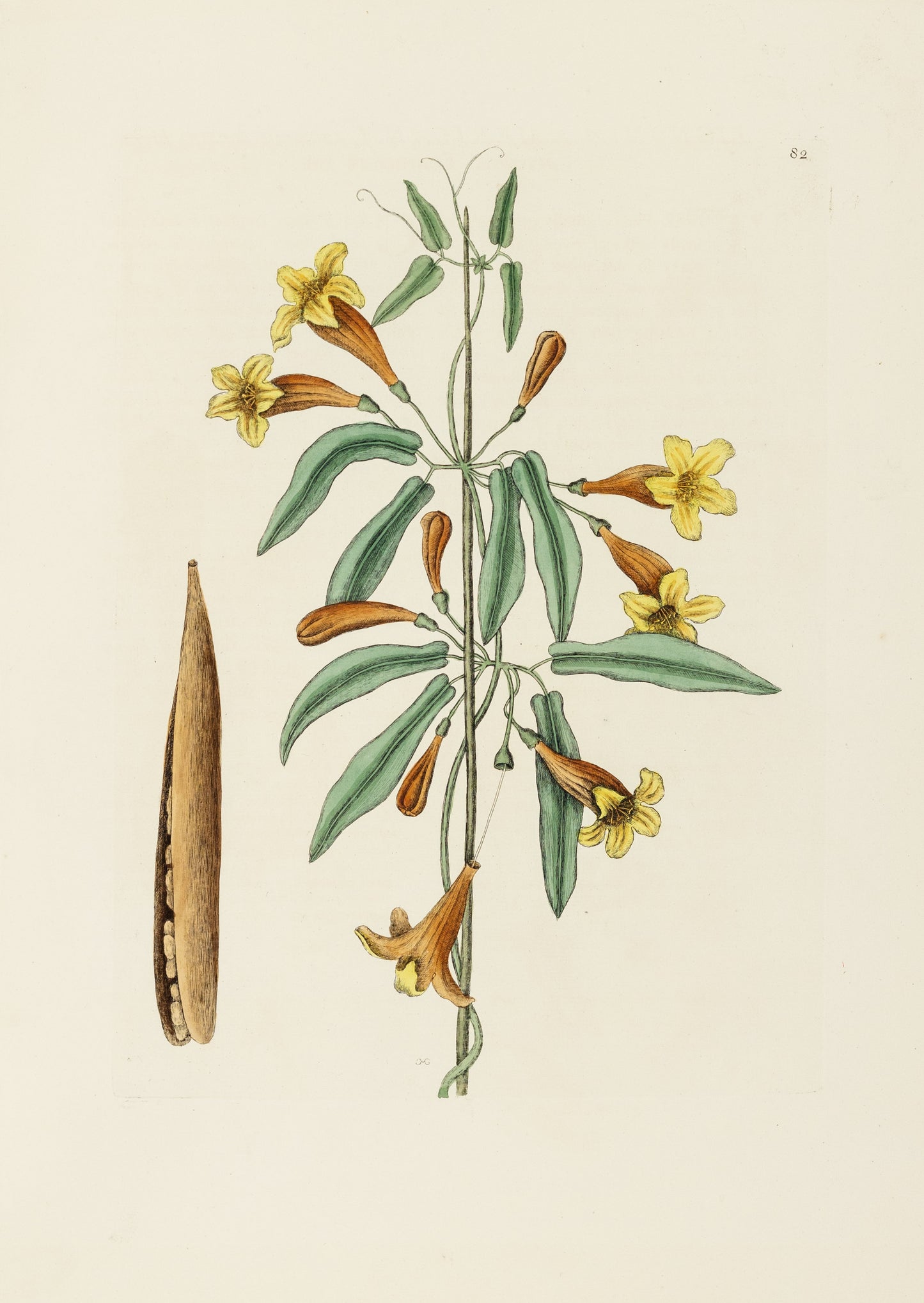 Catesby, Mark. Vol.II, Tab. 82, Bignonia Americana