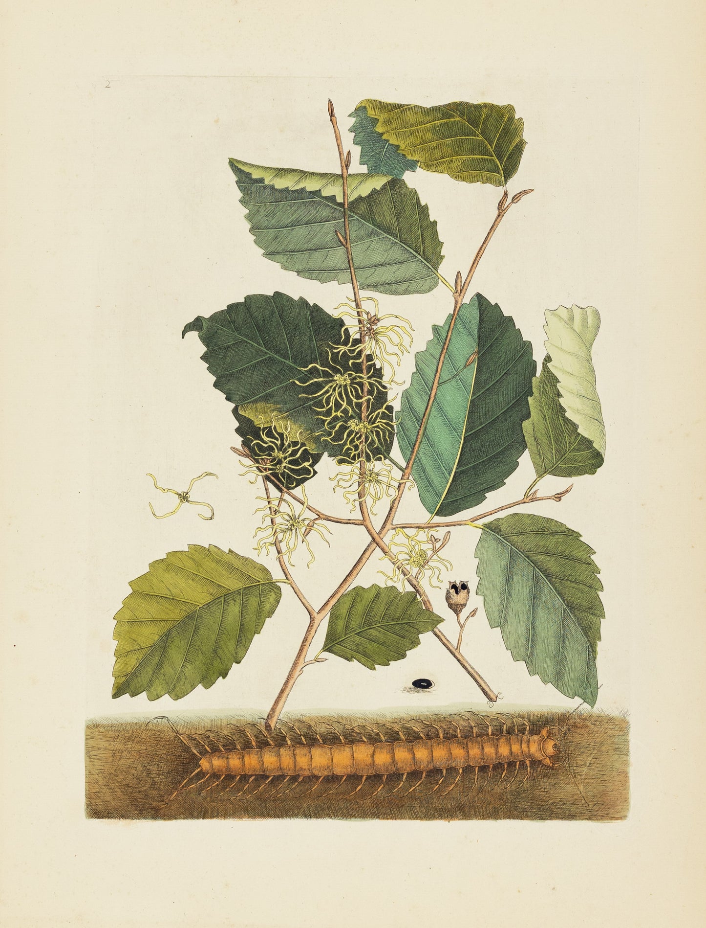 Catesby, Mark. Appendix Pl. 2, Centipede and Hamamlis