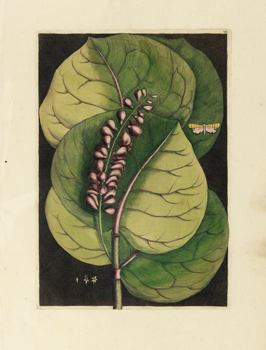 Catesby, Mark. Vol.II, Tab. 96, The Mangrove Grape-Tree, moth