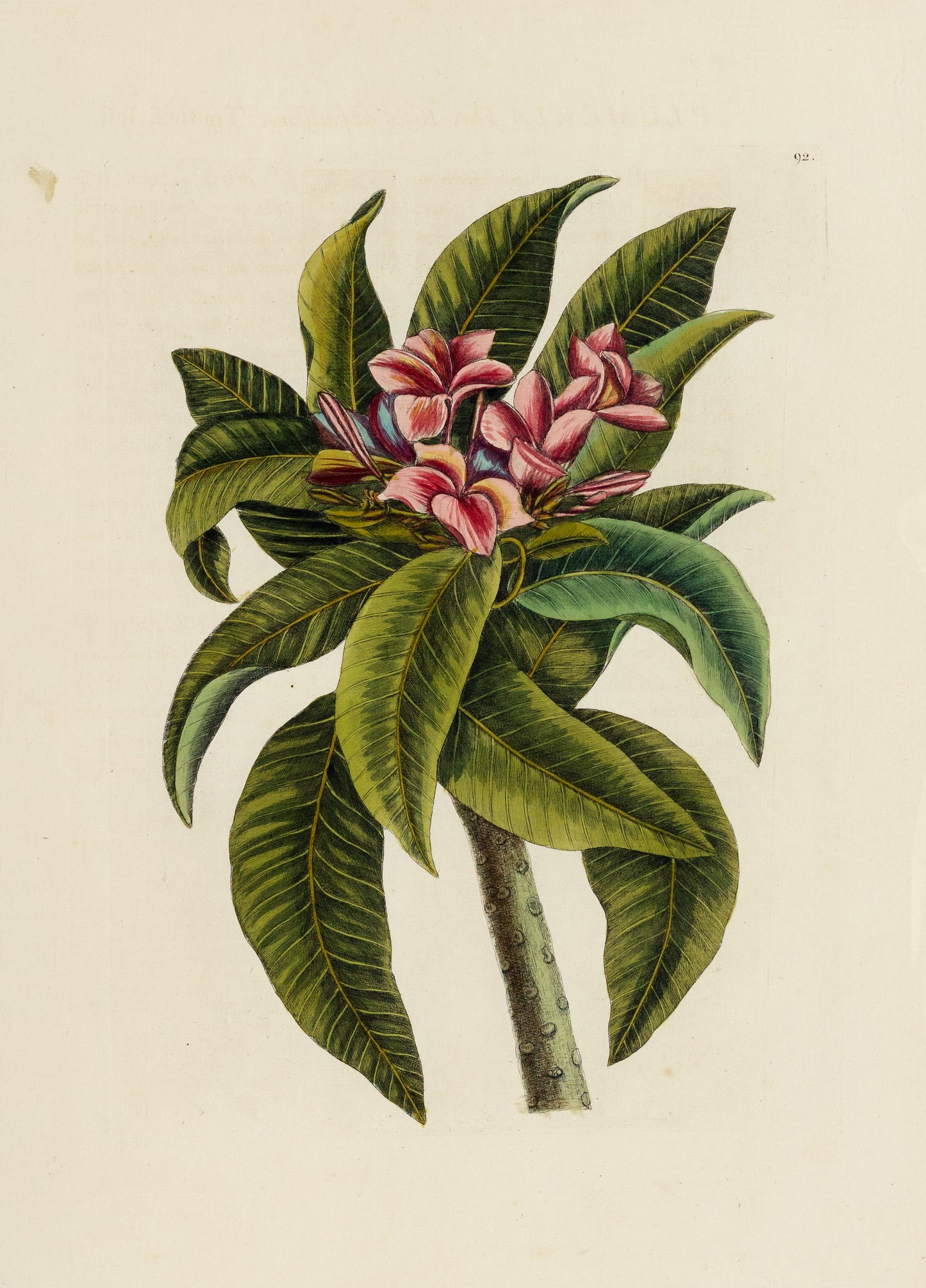 Catesby, Mark. Vol.II, Tab. 92, Plumeria Flore Roseo