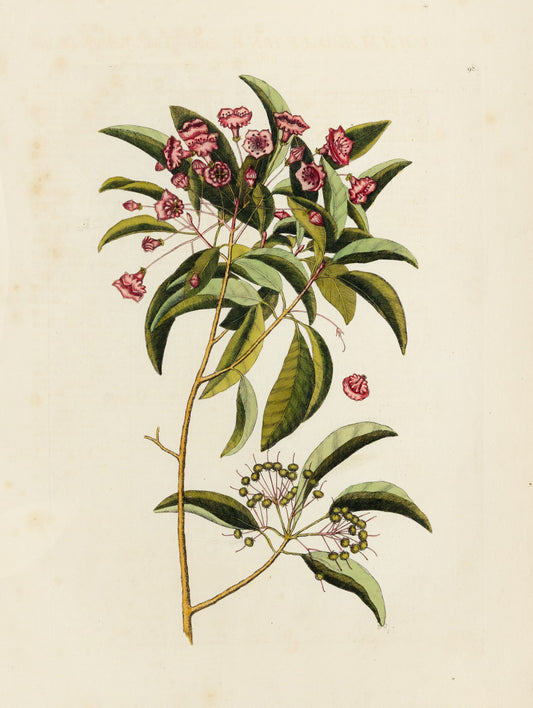 Catesby, Mark. Vol.II, Tab. 98, Chamaedaphne foliis Tini