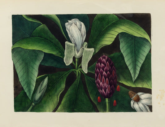 Catesby, Mark. Vol.II, Tab. 80, The Umbrella-Tree