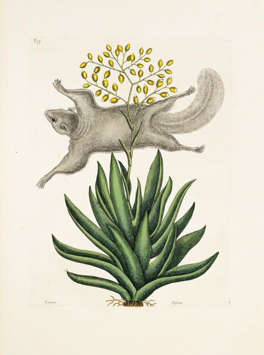 Catesby, Mark. Vol.II, Tab. 77, The Flying Squirrel, Its Posture and Manner of Flying