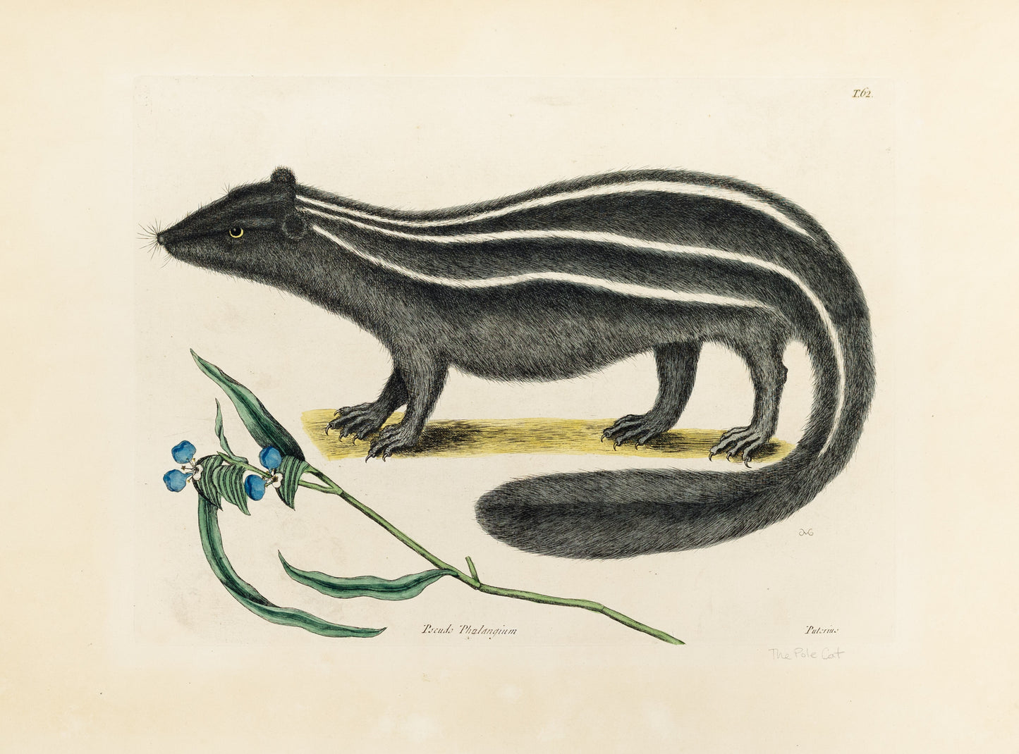 Catesby, Mark. Vol.II Tab. 62, The Pole-Cat