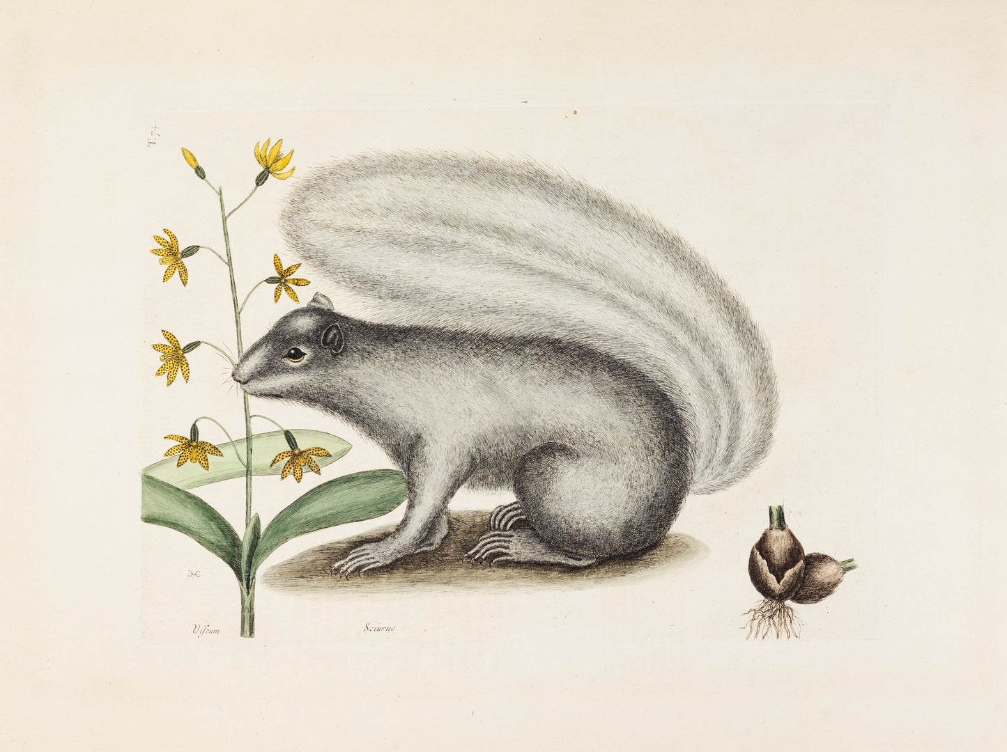 Catesby, Mark. Vol.II, Tab. 74, The Grey Fox-Squirrel