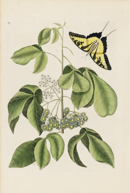 Catesby, Mark. Vol.II, Tab. 83, Frutex Virginianus trifolius, Papilio Caudatus maximus