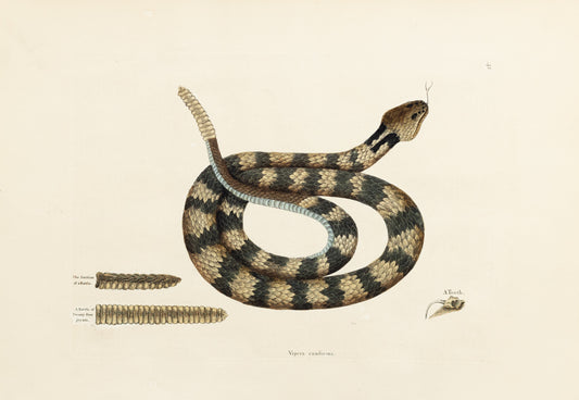Catesby, Mark. Vol. II, Tab 41, The Rattle-Snake
