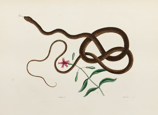 Catesby, Mark. Vol.II, Tab. 54, The Coach-Whip Snake