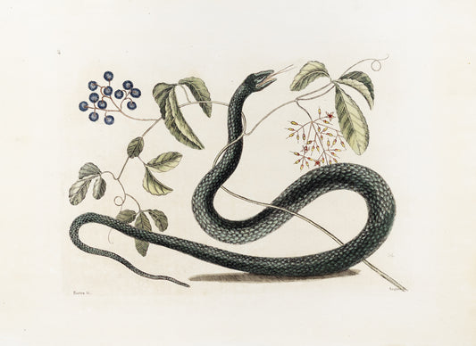 Catesby, Mark. Vol.II, Tab. 48, The Black Snake