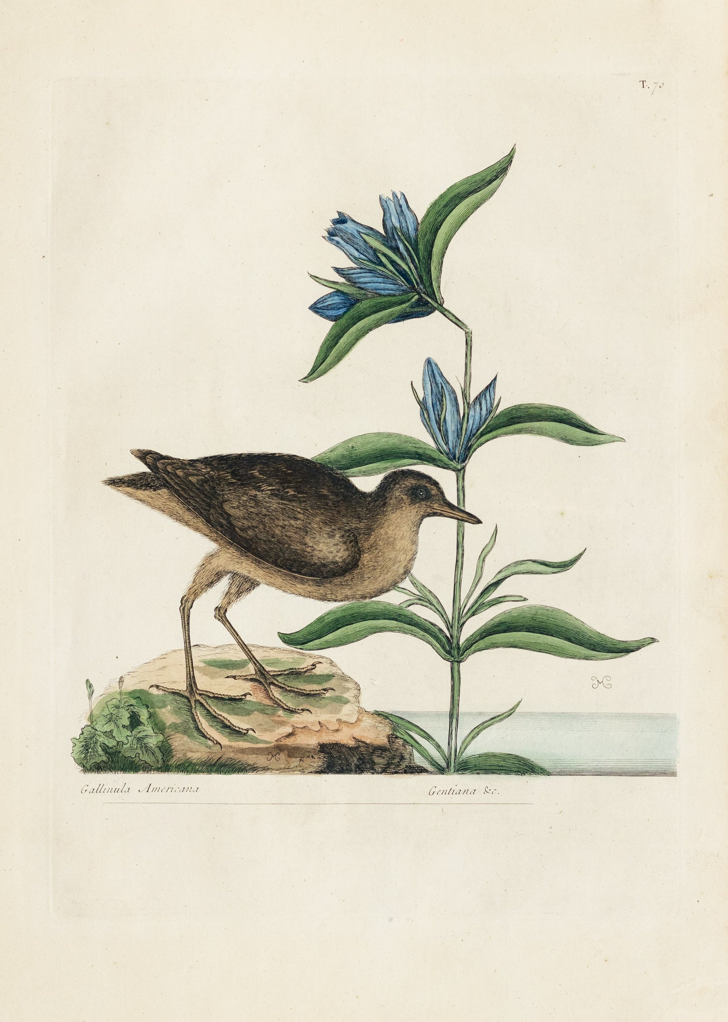 Catesby, Mark. Vol.I, Tab. 70, The Soree
