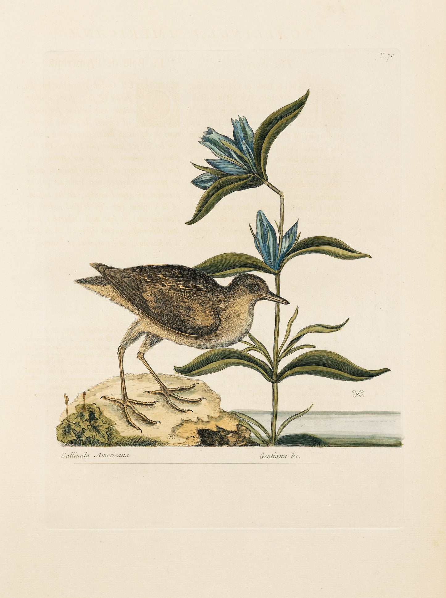 Catesby, Mark. Vol.I, Tab. 70, The Soree