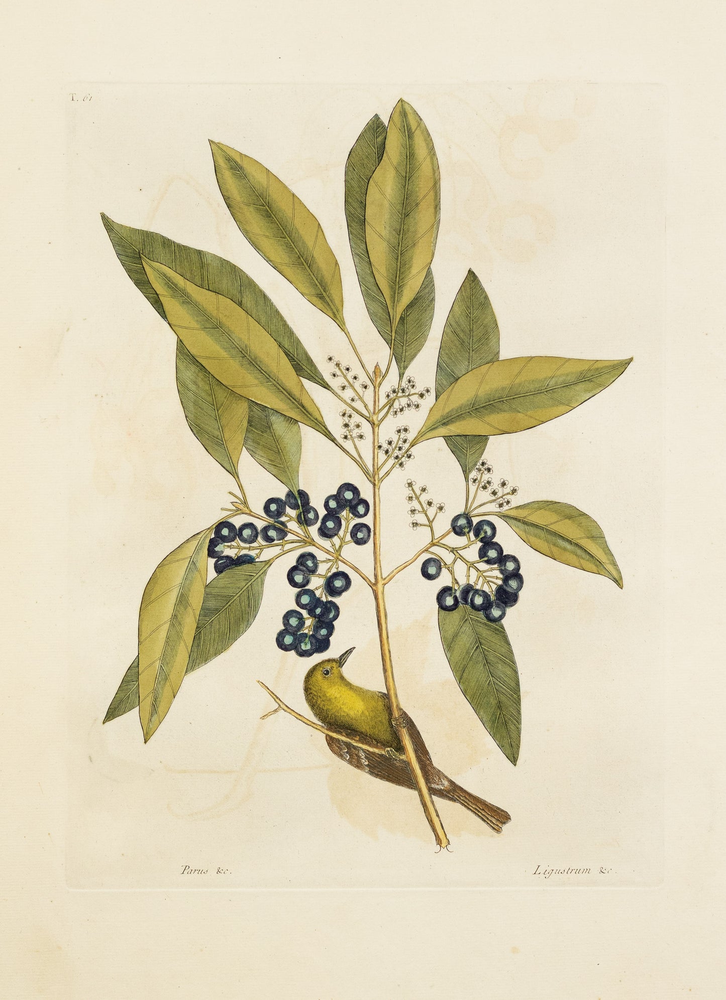 Catesby, Mark. Vol.I, Tab. 61, The Pine-Creeper and The Purple-Berried Bay