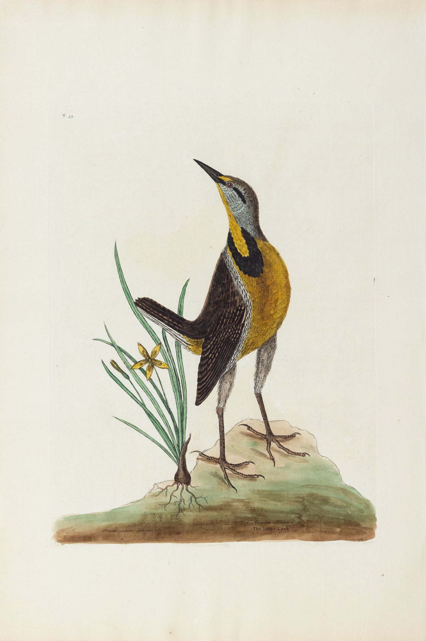 Catesby, Mark. Vol. I, Tab. 33, The Large Lark