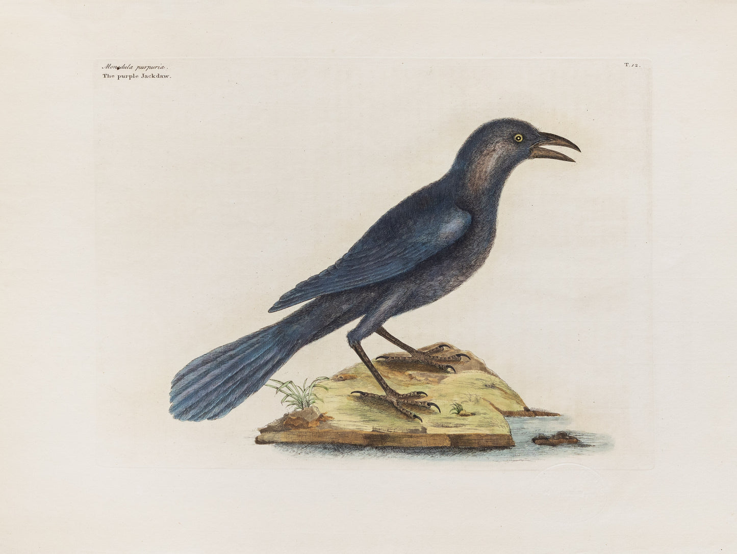 Catesby, Mark. Vol.I, Tab. 12, The Purple Jack-Daw