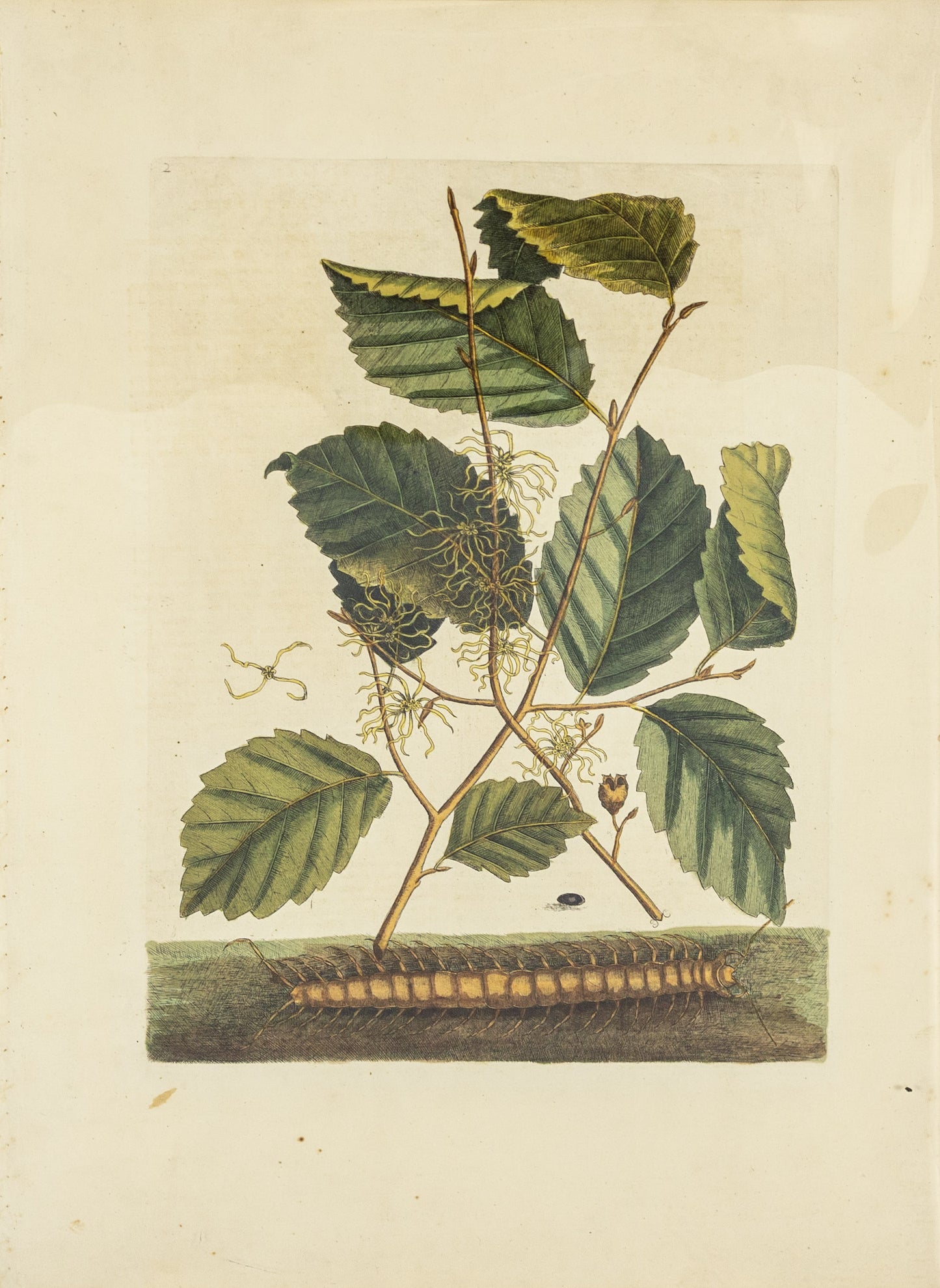 Catesby, Mark. Appendix Pl. 2, Centipede and Hamamlis