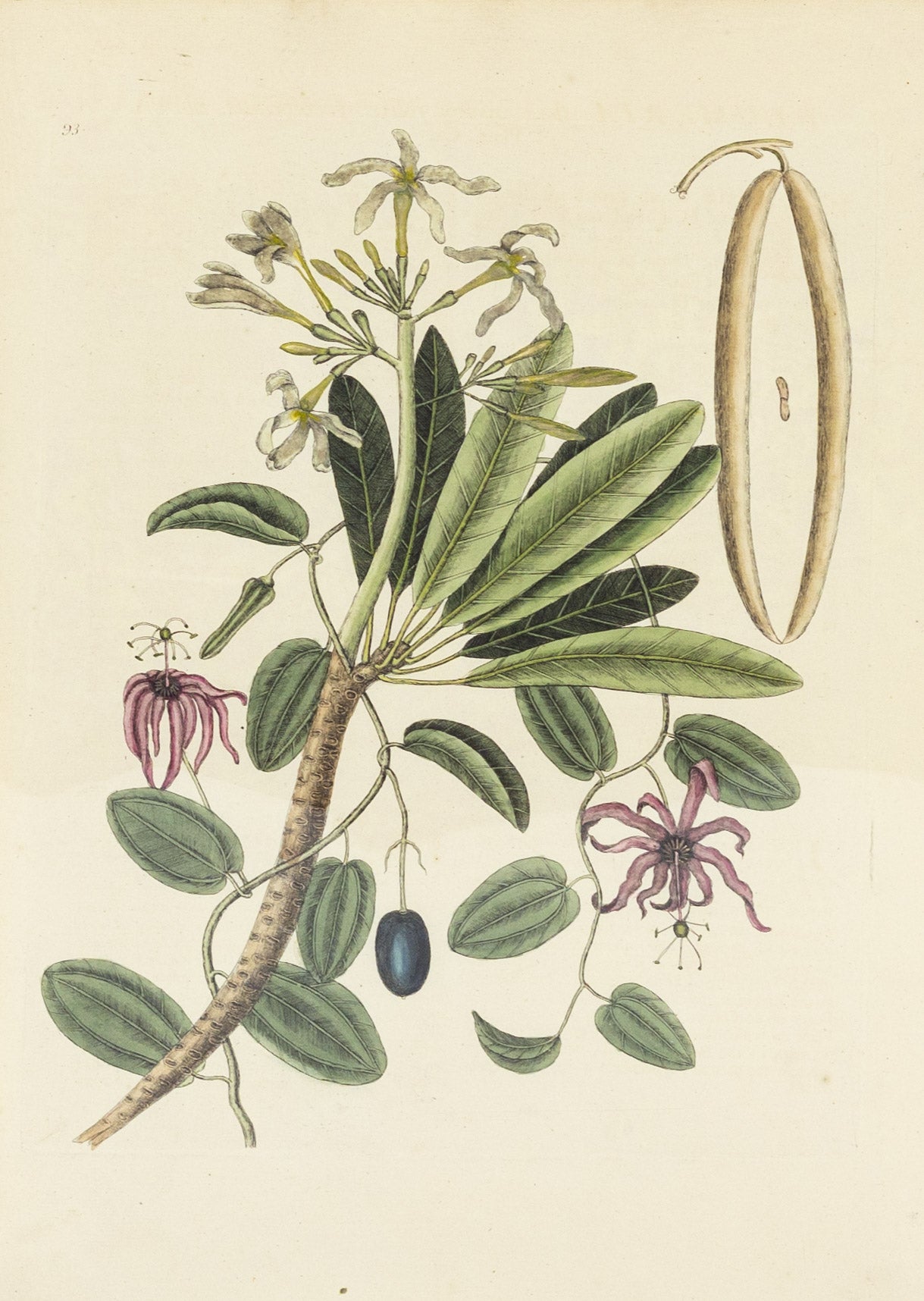 Catesby, Mark. Vol.II, Tab. 93, Plumeria flore niveo