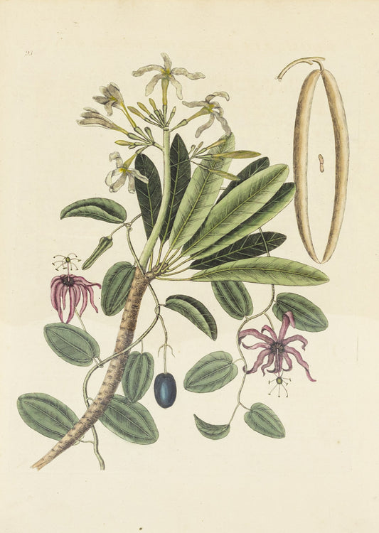 Catesby, Mark. Vol.II, Tab. 93, Plumeria flore niveo