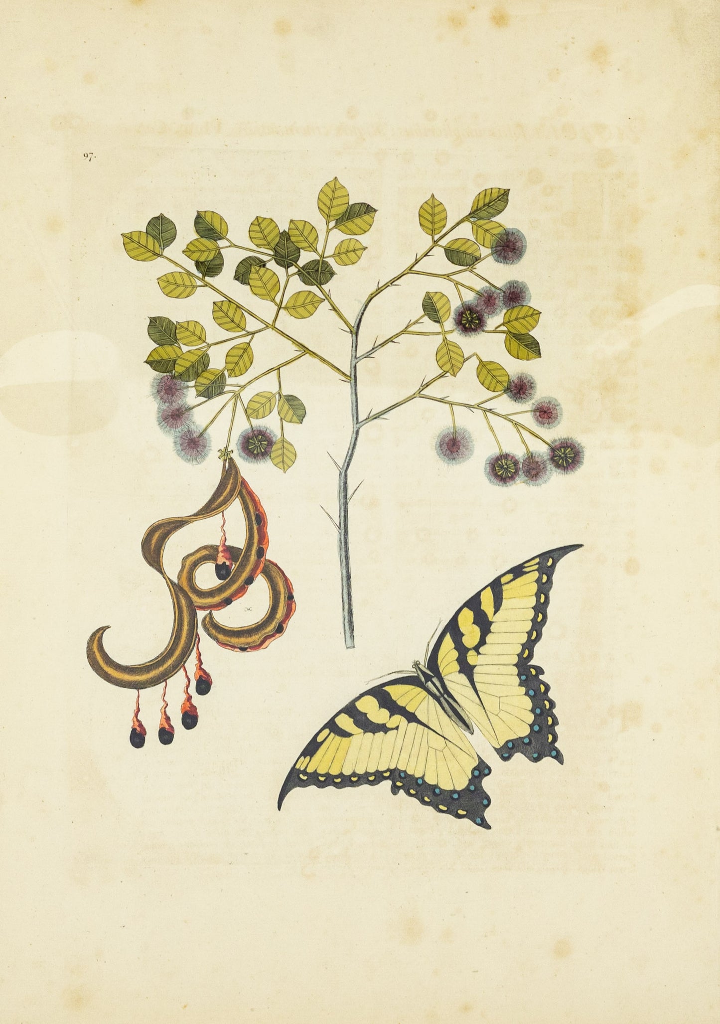 Catesby, Mark. Vol.II, Tab. 97, Acacia foliis amplioribus