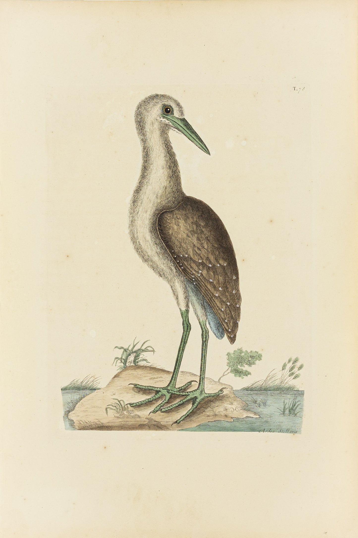 Catesby, Mark. Vol.I, Tab. 78, The Brown Bittern